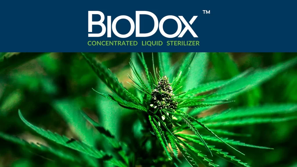The Power of IPM to Control Hop Latent Viroid With Biocentric Solution’s Biodox