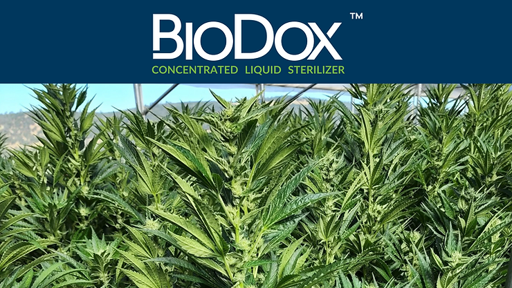 A Severe Threat to the Cannabis Industry.Can BioDox control Hop Latent Viroid?