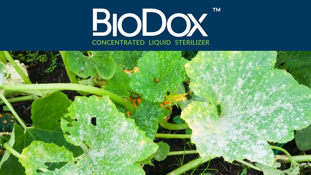 IPM for Powdery Mildew with BioDox